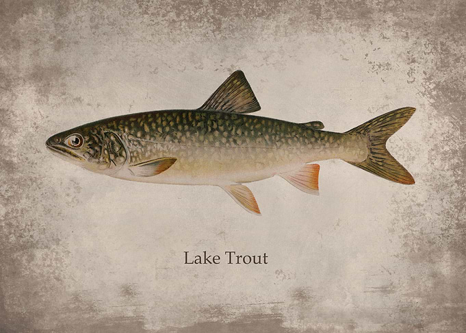 Lake Trout