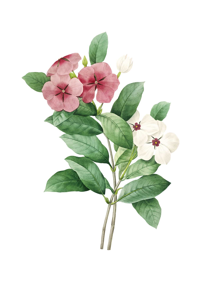 Vintage Periwinkle Flower