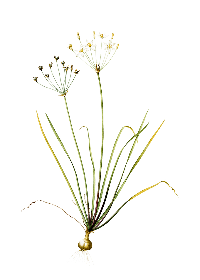 Vintage Allium Straitum