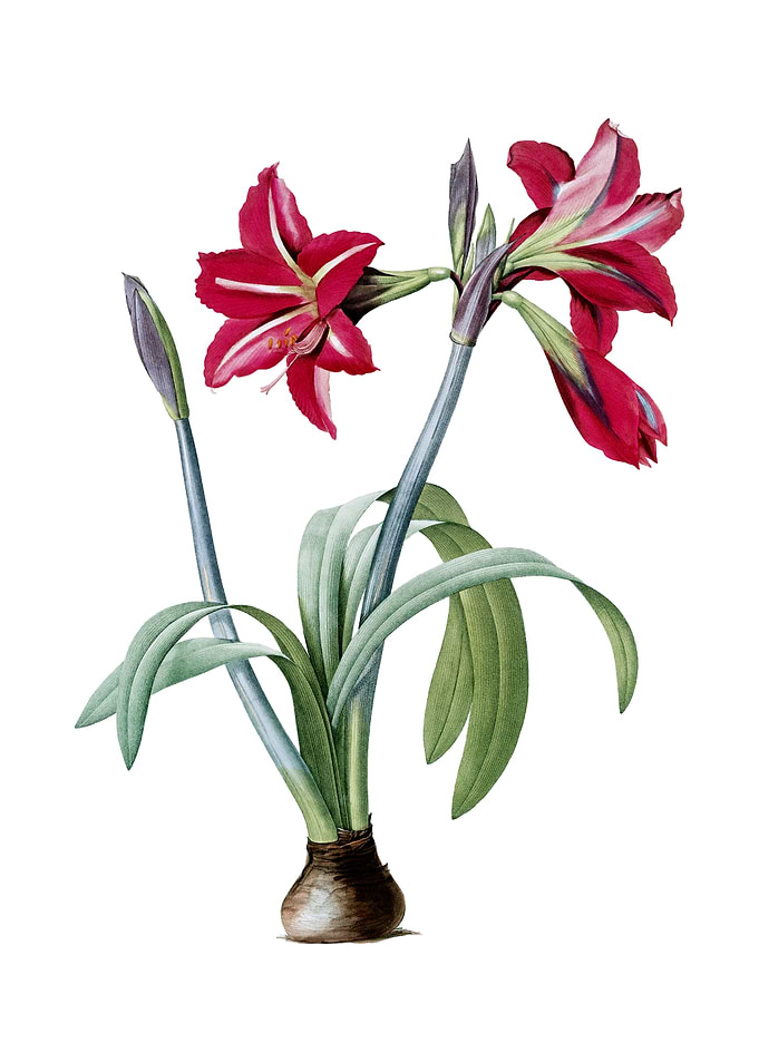 Brazilian Amaryllis Flower