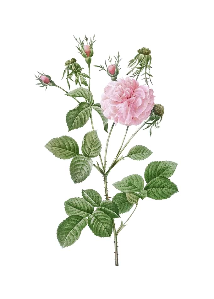 Vintage Pink Agatha Rose