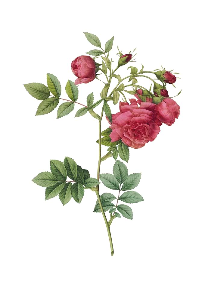 Vintage Turnip Roses