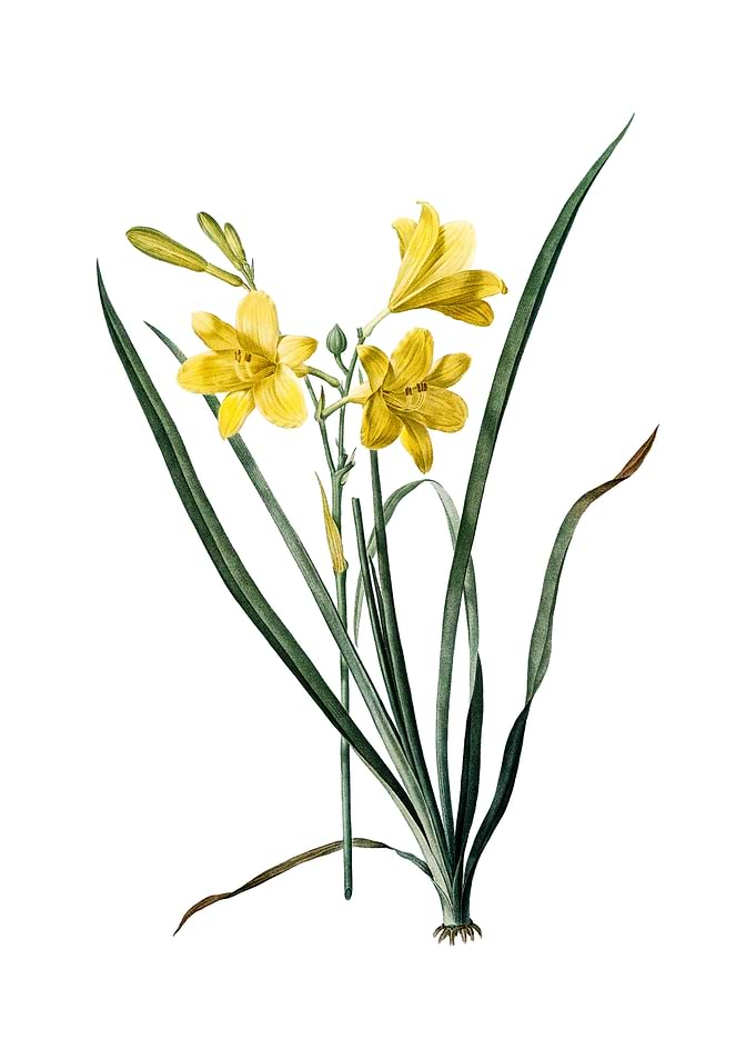 Vintage Daylily on White