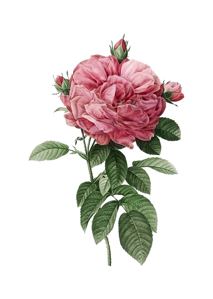 Vintage Giant French Rose