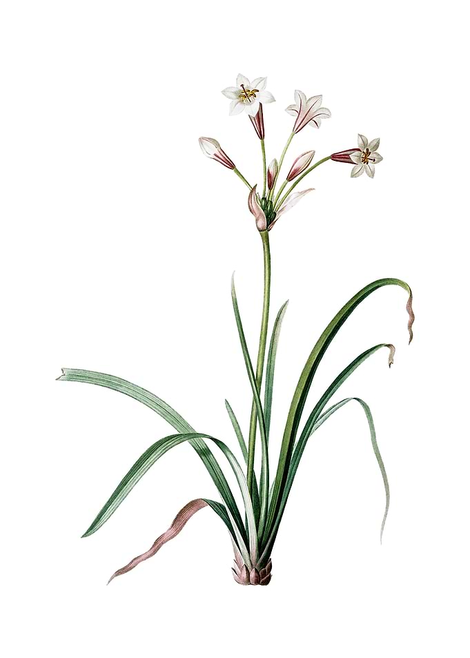 Crytanthus Vittatus Flower