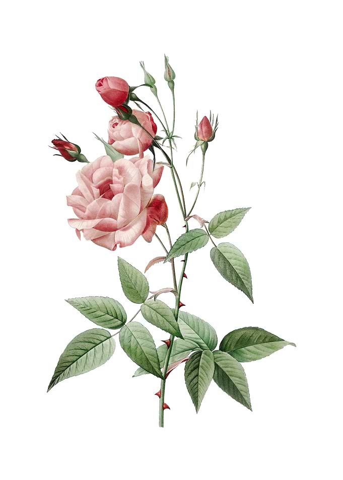Common Rose of India