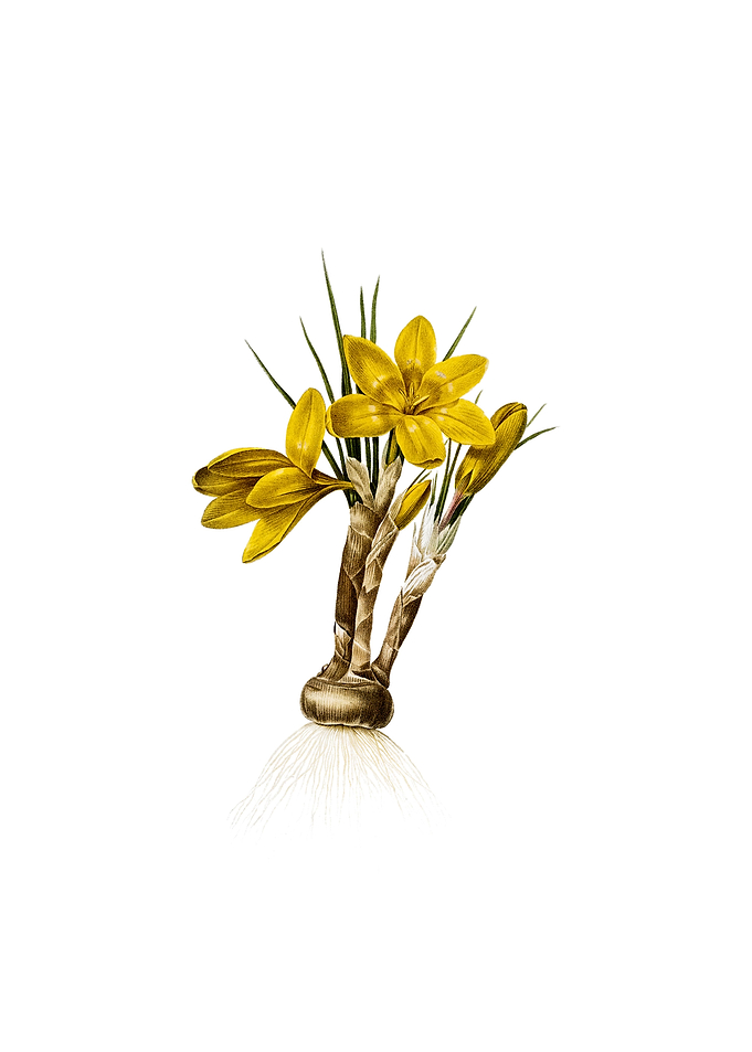 Vintage Crocus Luteus