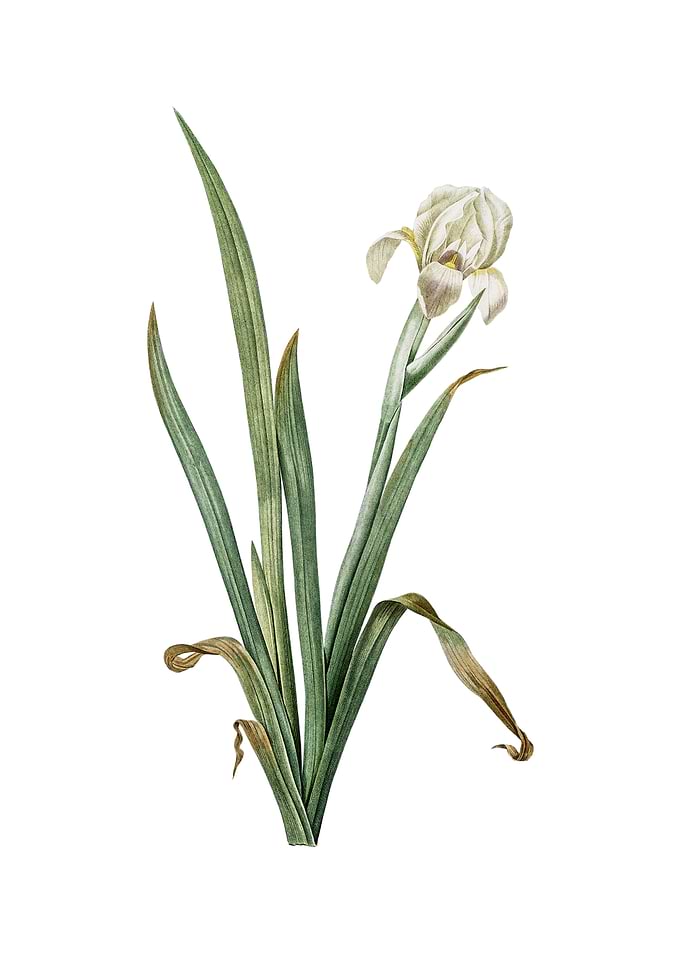 Vintage Crimean Iris