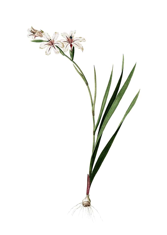 Vintage Gladiolus on White