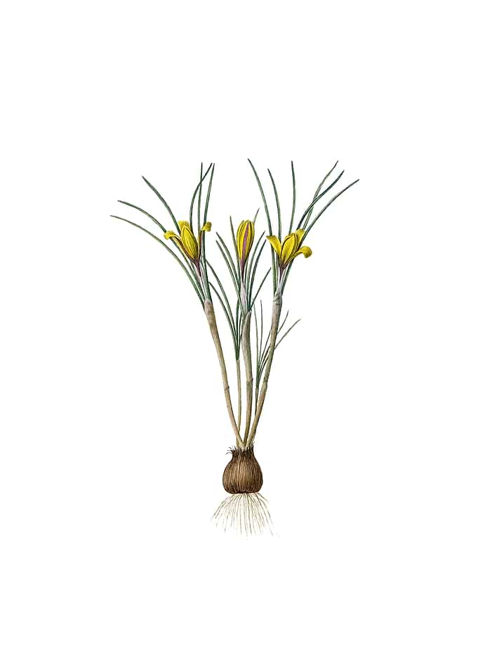 Cloth of Gold Crocus