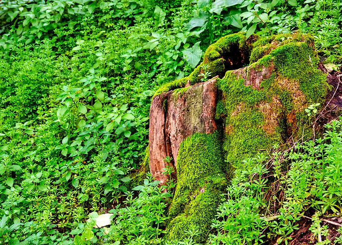 Tree stump