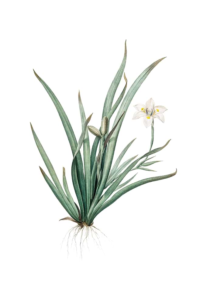 Vintage Fortnight Lily