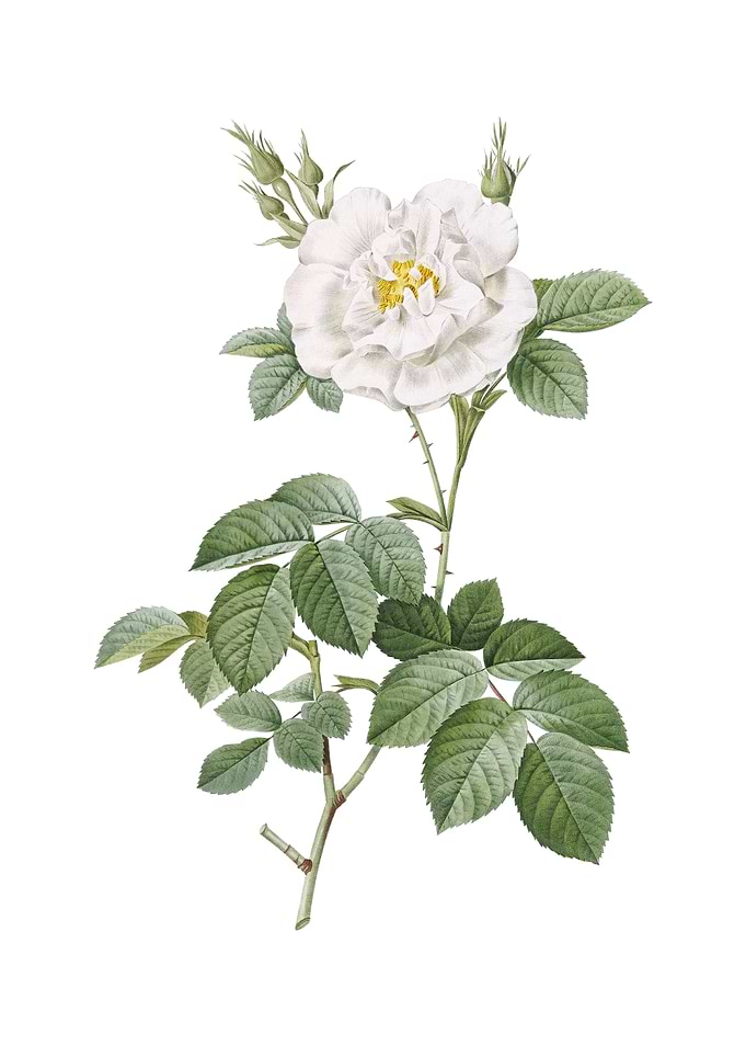 Vintage White Rose Flower