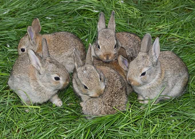 Cute bunnies
