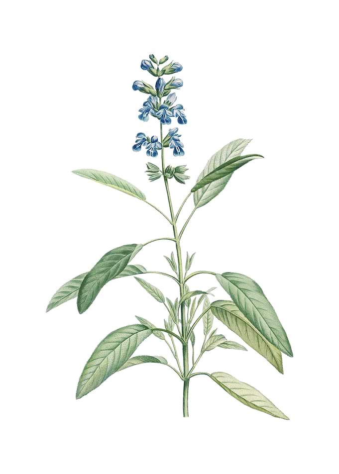 Vintage Sage Plant Flower