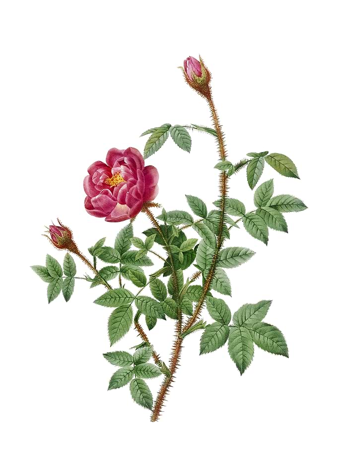Vintage Moss Rose on White