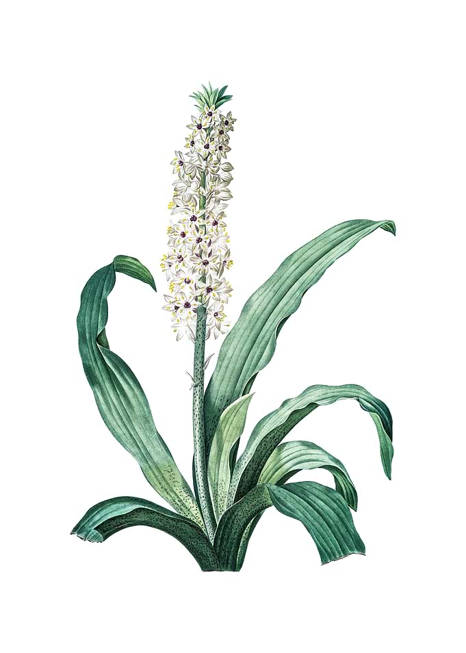 Vintage Eucomis Punctata