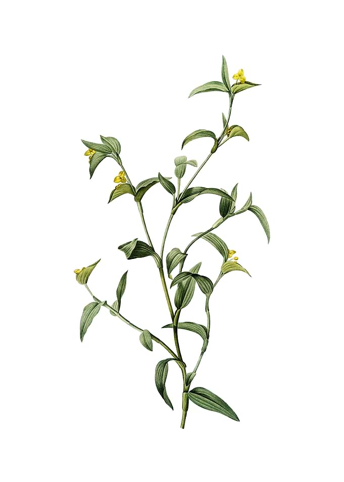 Vintage Commelina Africana
