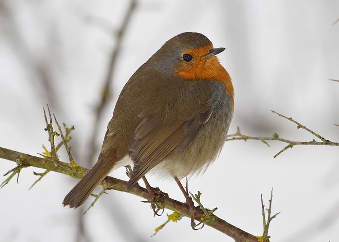 European robin