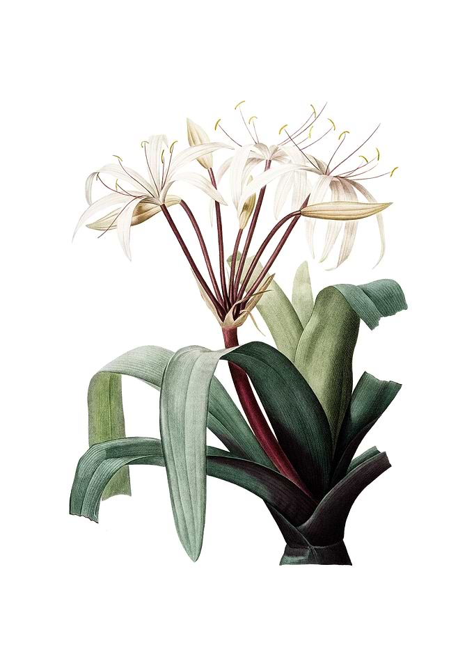 Vintage Crinum Erubescens