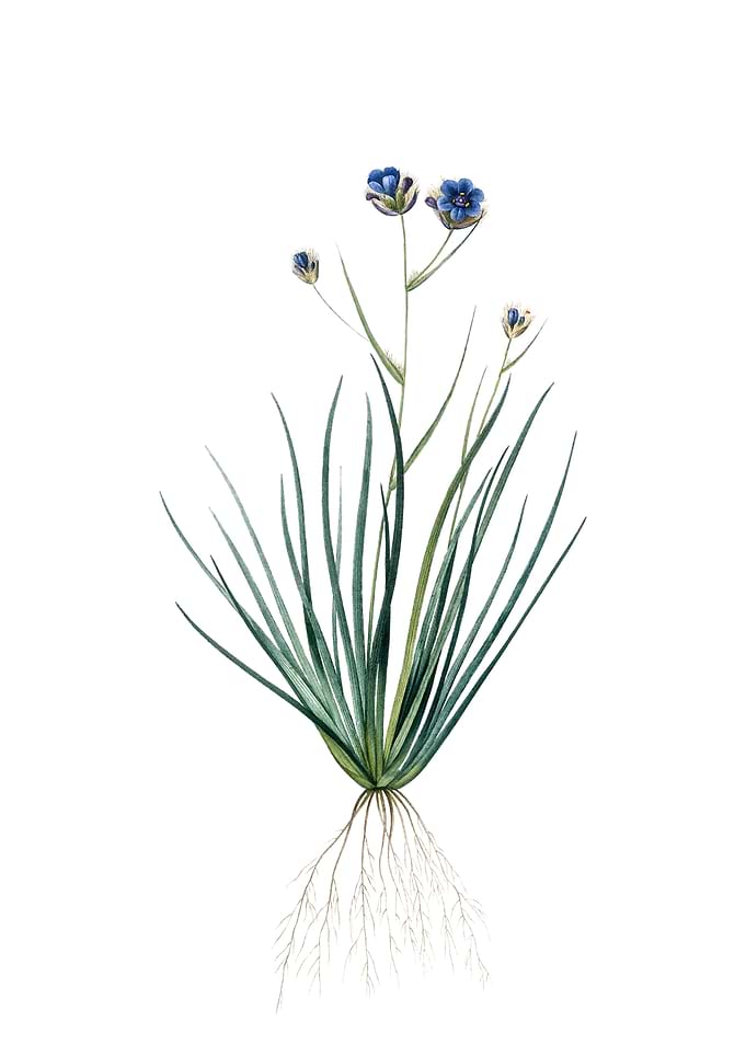 Vintage Blue Corn Lily