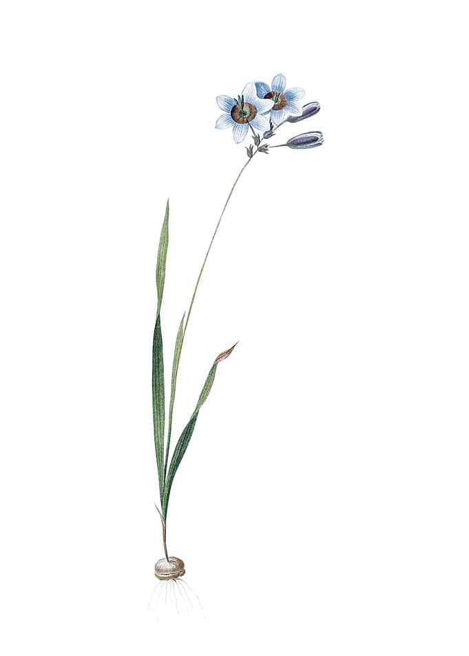 Vintage Galaxia Ixiaeflora