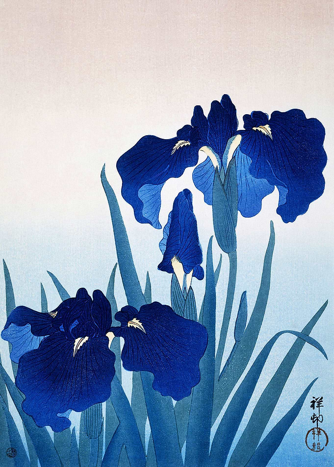 Iris flowers