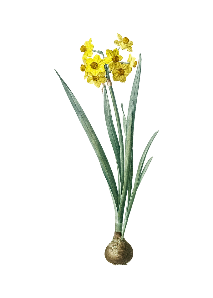 Vintage Daffodil on White