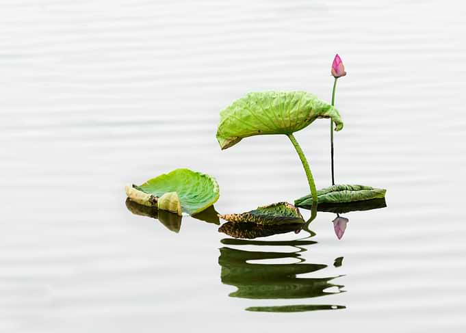 Remnant lotus