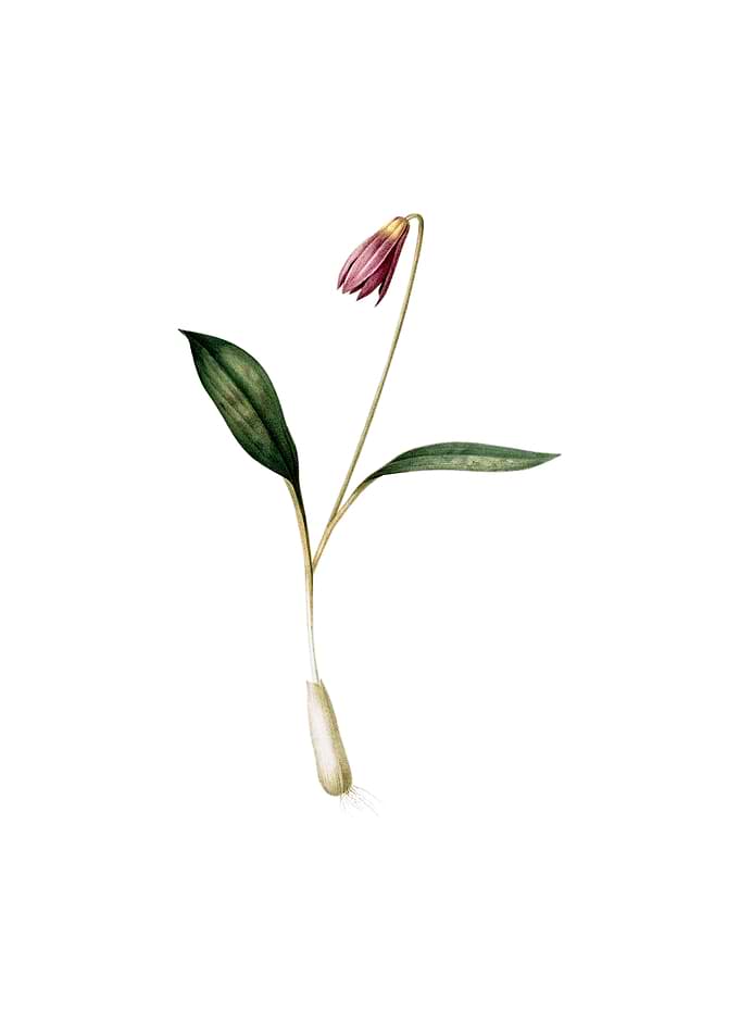Vintage Erythronium Flower