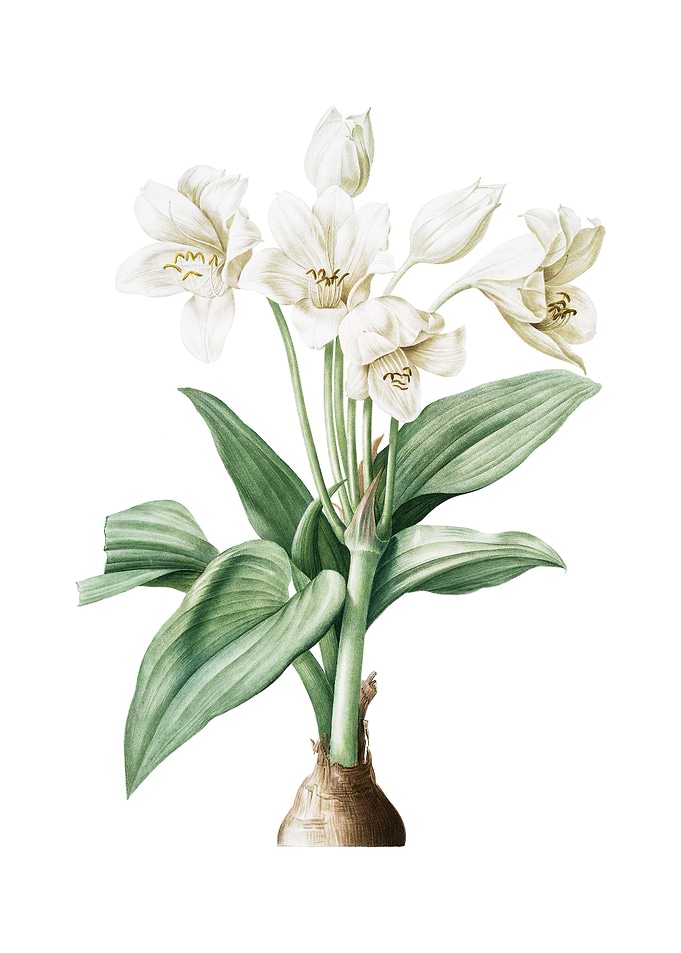 Vintage Crinum Giganteum
