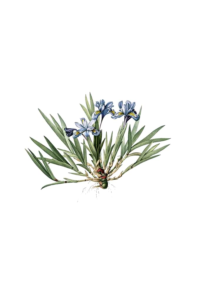 Vintage Dwarf Crested Iris
