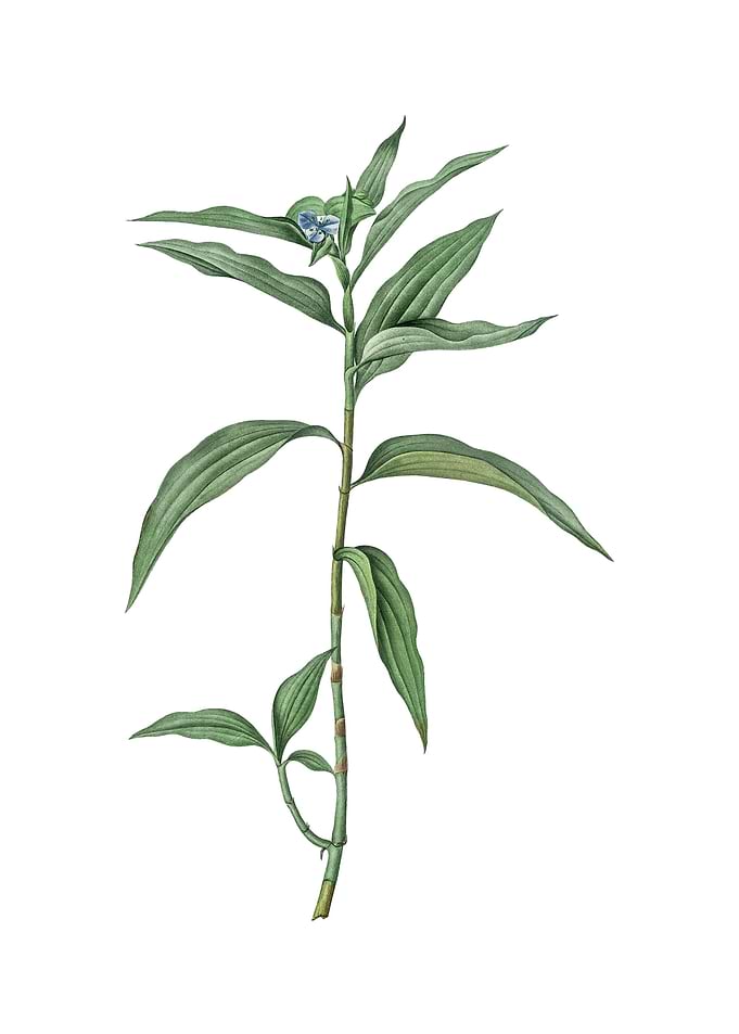 Vintage Dayflower on White