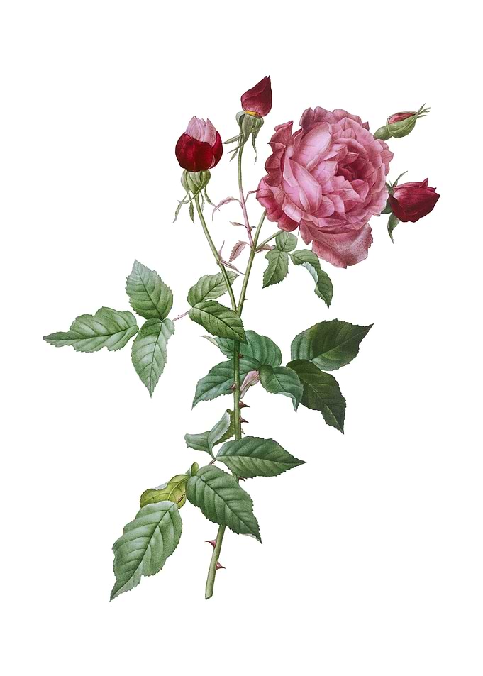 Vintage Provence Rose