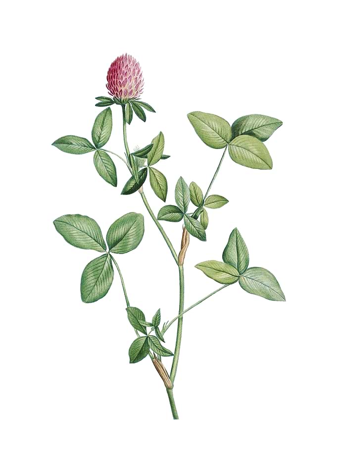 Vintage Pink Clover Flower