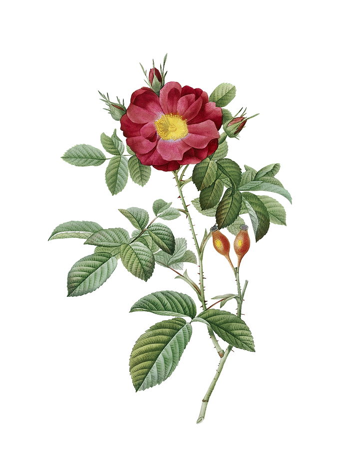 Vintage Red Portland Rose