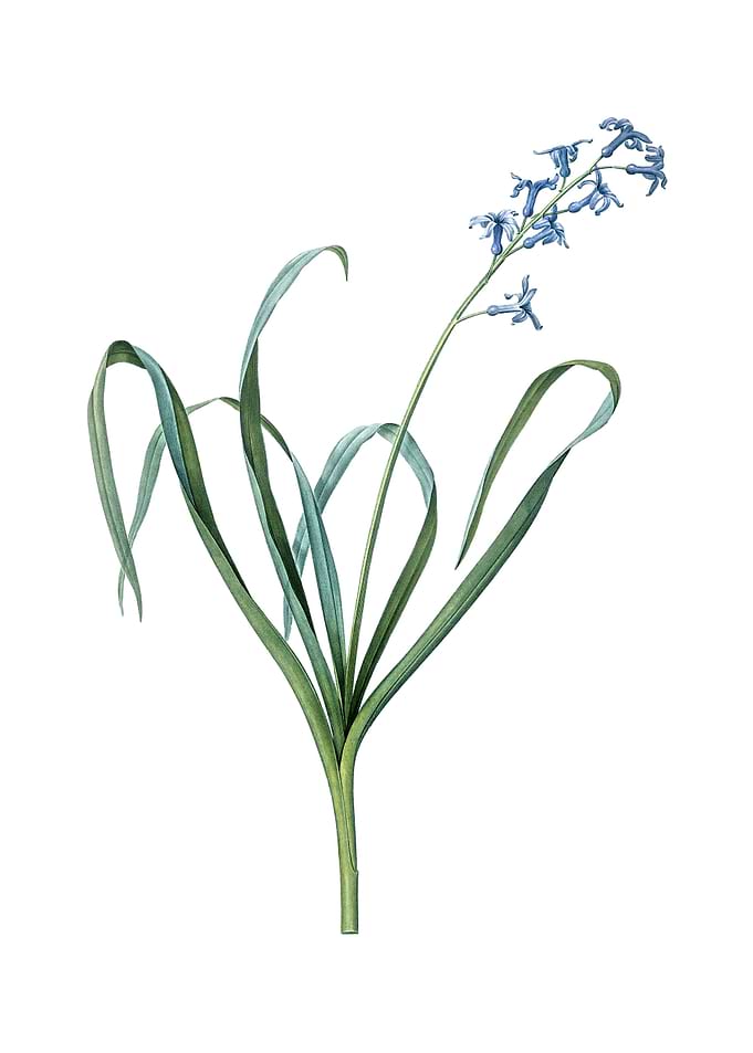 Vintage Dutch Hyacinth