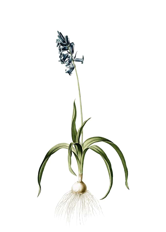 Vintage Common Bluebell