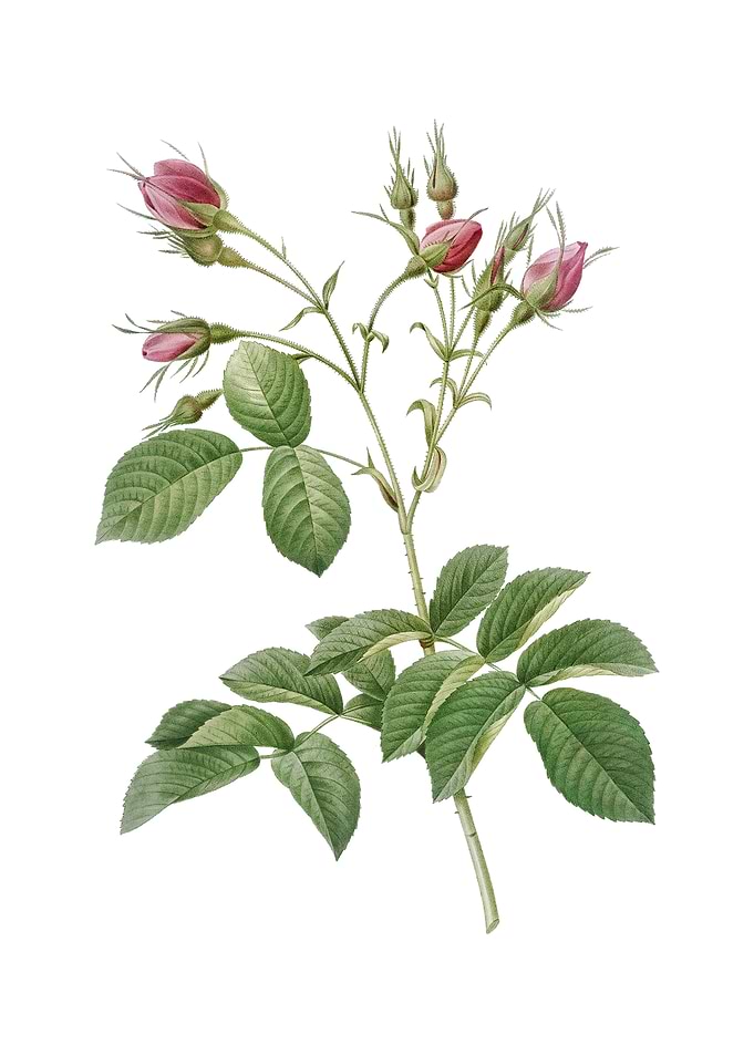 Crimson Evrats Rose