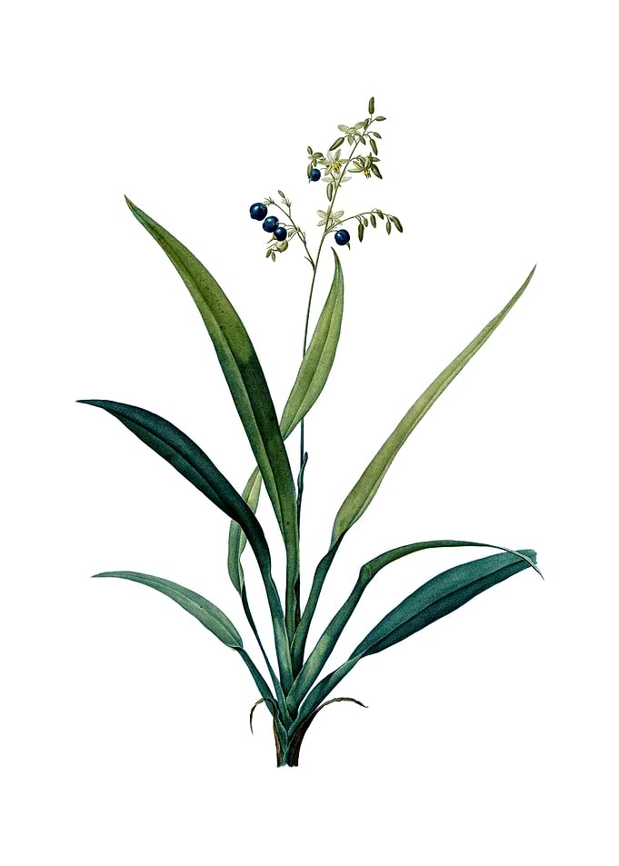 Vintage Flax Lilies Flower