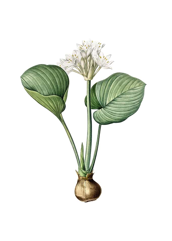 Vintage Cardwell Lily