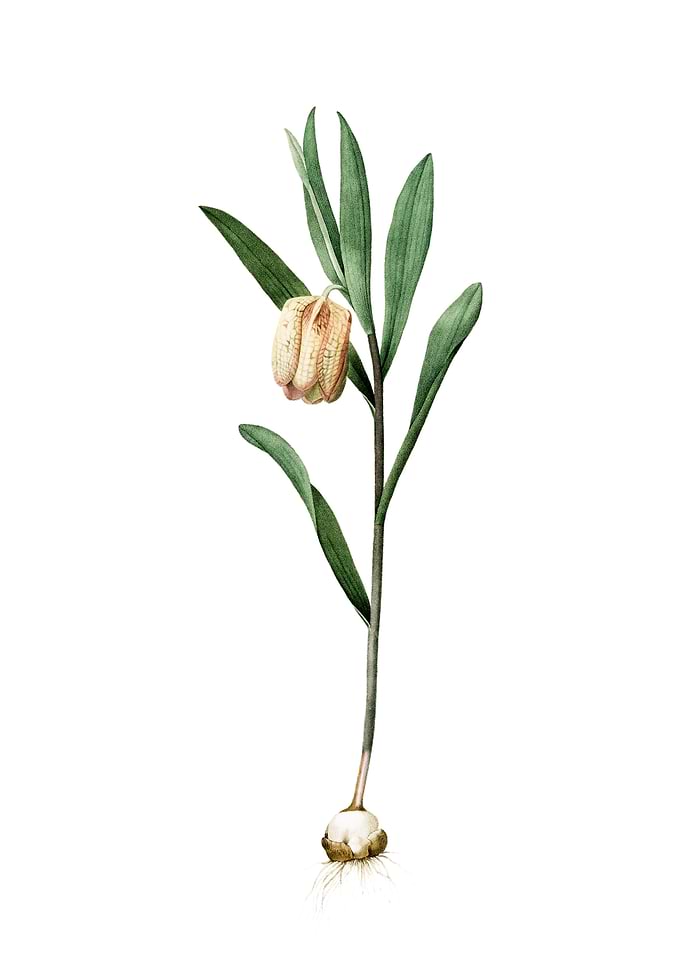 Fritillaria Latifolia