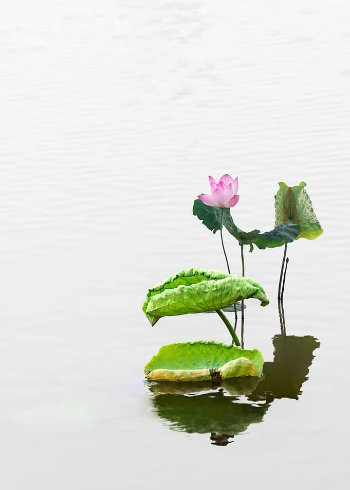 Remnant lotus
