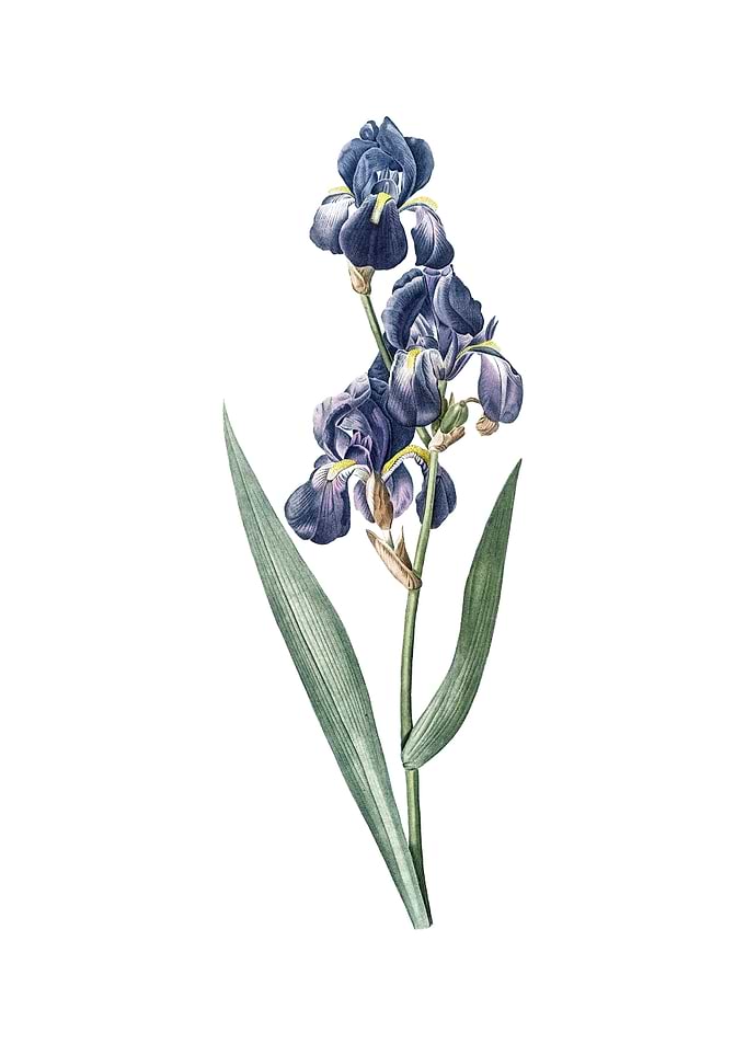 Vintage Dalmatian Iris
