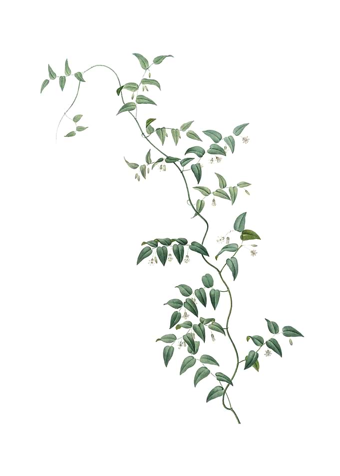 Vintage Bridal Creeper