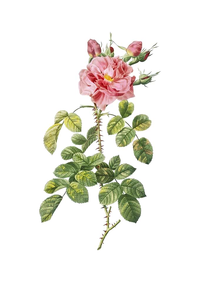 Four Seasons Rose in Bloom
