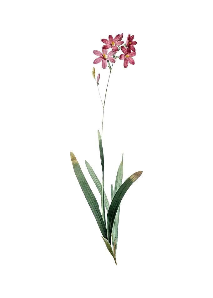 Vintage Corn Lily on White