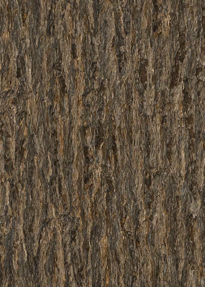 Pine Bark No1