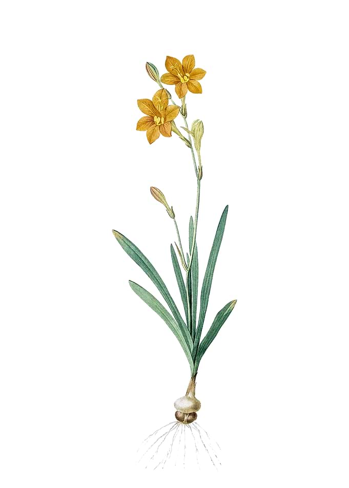 Vintage Coppertips Flower