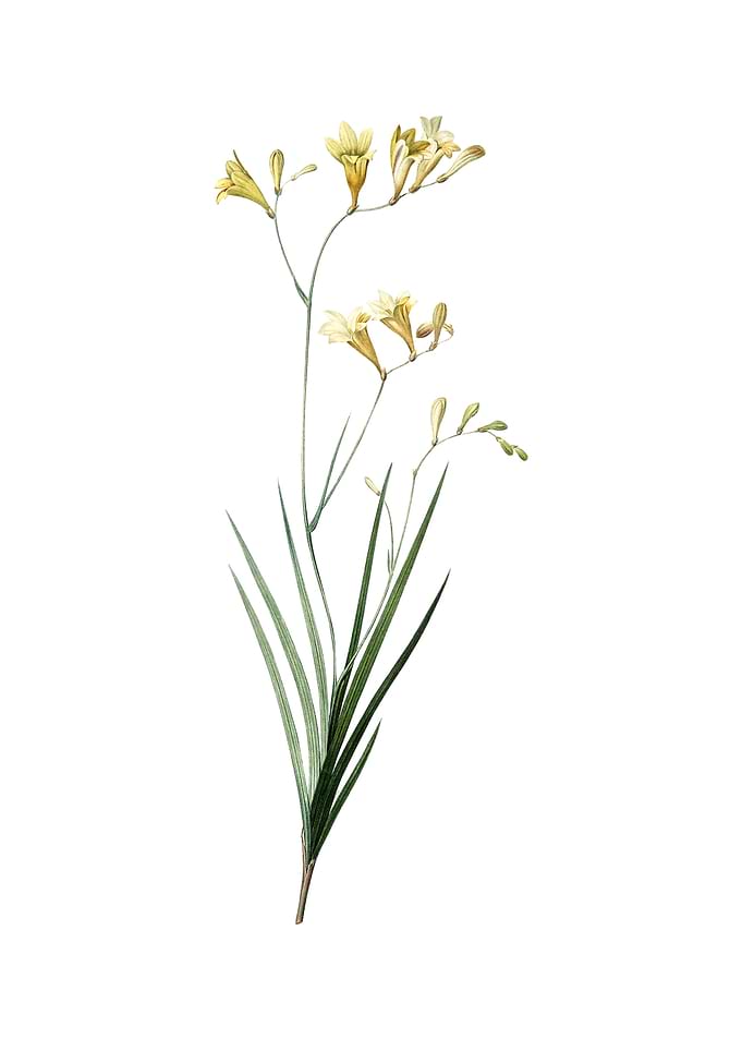 Vintage Freesia on White